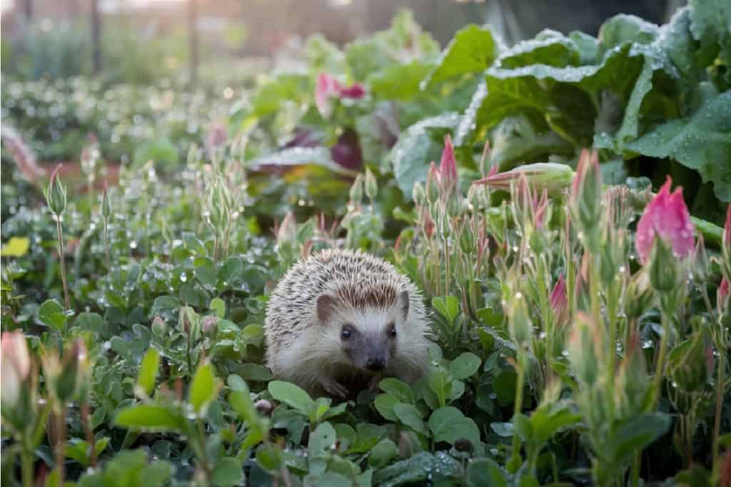 Un hérisson à la recherche de limaces dans un potager